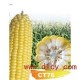 凤鸣雅世批发 CT76超甜玉米种子200克 基地专供 有机蔬菜种子公司