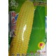 凤鸣雅世批发 绿色超人甜玉米子100g 基地专供 有机蔬菜种子公司