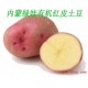 红皮土豆 来自内蒙古薯都的  有机红皮土豆