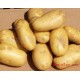 精选出口级2014年荷兰十五土豆 马铃薯 75g—500g++ potato