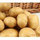 【承北食品】马铃薯 特色 新鲜土豆