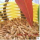 降三高 批发熟制燕麦2.5KG/袋 烘焙 可供现磨熟燕麦米
