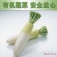 出售有机蔬菜 绿色无污染蔬菜 绿色蔬菜白萝卜