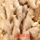 现货生姜种植基地  农业厂家常年出售生姜 各种生姜长期现货批发
