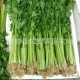 叶菜类新鲜蔬菜  供应新鲜芹菜 厂家种植  价格优惠