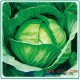长期供应大量新鲜叶菜类绿色食品大头菜