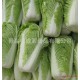 供应2013年新鲜胶州大白菜 泡菜用