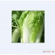 厂家直销供应纯天然绿色大白菜 优质无公害 新鲜大白菜 欢迎订购