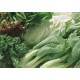 【优质供应】新鲜种植的大白菜 上海农场批发