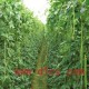 豆角  批发新鲜豆角   蔬菜种植合作社