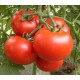 苍南西红柿，西红柿批发，新鲜蔬菜西红柿 18005771696