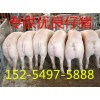 15254975888山东仔猪价格猪场供应三元仔猪