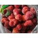 大量供应出口级 冷冻草莓美十三
