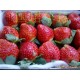 2015草莓（严格按照GLOBAL GAP标准生产种植）