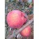 【烟台苹果直销】新鲜水果 烟台红富士苹果好吃 80#苹果