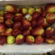 新到新鲜水果油桃批发供应各种新鲜水果桃子省内包邮