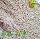 供应低温烘焙 熟糙米 2.5KG/包 五谷杂粮熟糙米 糙米批发磨粉专用