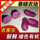 红安县春晓家庭农场采摘新鲜有机绿色紫薯香甜营养紫薯好吃农家乐