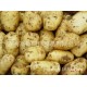厂家长期供应优质土豆 出口级优质土豆 欢迎选购