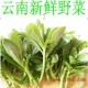 云南野菜-新鲜养心菜 原产地低价直销 欢迎餐厅蔬菜批发