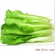 批发新鲜蔬菜 小白菜 新鲜青菜 有机蔬菜 健康美味有机青菜