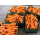 新鲜蔬菜也可以出口 青岛蔬菜加工厂 13356879528