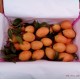 泰国进口新鲜枇杷芒 每日空运到货 广州进口水果批发