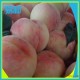 大量销售 特产水蜜桃子 新鲜水果桃子