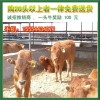 广西地区那有肉牛养殖场