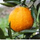 【二月上市】眉山不知火丑柑丑橘 果园现摘薄皮橘子新鲜柑橘批发