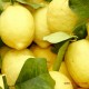 新鲜 安岳 尤力克黄柠檬 150-200克 一斤 大号 精品果