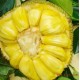 批发销售 泰国进口菠萝蜜新鲜水果 新鲜马来菠萝蜜木菠萝
