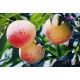 【京城果园】新鲜水果--大桃子--水蜜桃（12个）京津包邮
