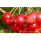 预售纯天然大樱桃 大量出售新鲜水果红灯樱桃 抗衰老大樱桃