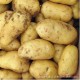 优质新鲜土豆  养生绿色农产品土豆  现货出售优质土豆 厂家直销