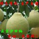 广东梅州客家特产 梅县沙田柚/金柚 优质新鲜美容水果批发