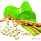 专业种植植物大豆  促进骨质生成 降血脂 质优价廉 欢迎选购批发