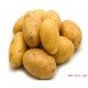 批量供应 费乌瑞它土豆 一级块茎类威宁马铃薯