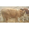 山西200斤母牛犊价格