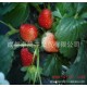 新鲜草莓，冷冻草莓