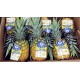 海南万钟尖峰岭 金菠萝8-9头每箱 热带水果 产地直销
