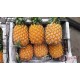 【海南-菠萝】 箱约27-30斤，12头￥64.0元