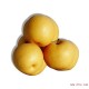 【南新农科】特级正宗黄金梨18斤 新鲜水果现货热卖包邮一件代发