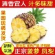 海南特产菠萝 新鲜水果批发 金钻凤梨 海南菠萝现摘 团购 可代发
