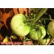 白宝石番茄种子 白番茄种子 美国进口特色番茄 特菜基地 适用