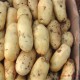 有机特色蔬菜马铃薯 直销各种品种优质大土豆 新品种无公害土豆