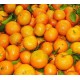 产地预售 广东手剥柑橘 橘子 皇帝橘新鲜水果柑橘 整箱批发