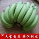 福建漳州特色新鲜水果 天宝香蕉批发 香浓味甜 蕉园现采 20斤起批