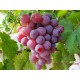 【预售】基地直供 应季新鲜红地球葡萄提子 水果批发量大从优葡萄