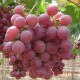 山东厂家 长期供应新鲜葡萄 各种葡萄苗 【图】